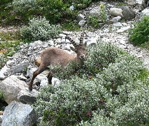 Kamienie, Krzaczki, Koziorożec Alpejski