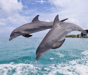 Dwa, Morze, Delfinki
