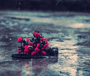 Czerwone, Róże, Deszcz, Fotograficzny, Canon, Aparat