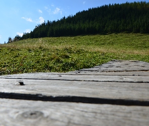 Las, Deski, Zakopane, Łąka