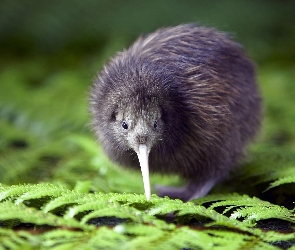 Kiwi