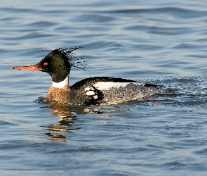 Szlachar, Woda