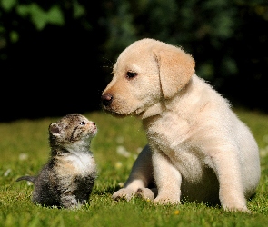 Labrador Retriever, Przyjaciele, Kotek, Mały, Szczeniak