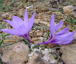 Krokus, Kamienie