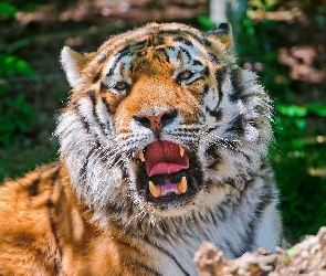 Ryk, Kły, Tygrys