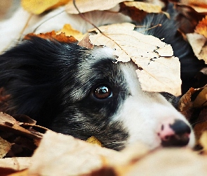 Piesek, Border collie, Liście, Spojrzenie