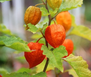 Pomarańczowy, Kielich, Miechunka Rozdęta