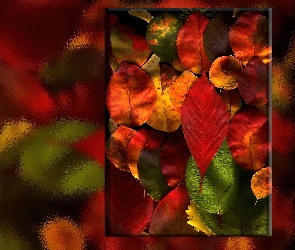 Kolorowe, Jesieni, Liście