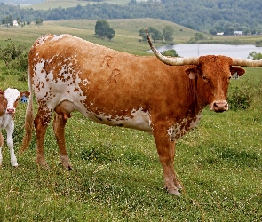 Cielątko, Łąka, Krowa