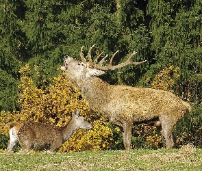 Łania, Las, Jeleń