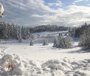 Drzewa, Śnieg, Zima
