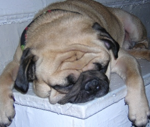 śpiący, Mops