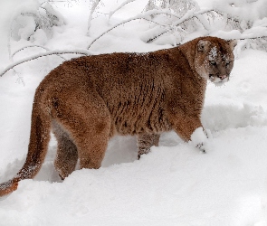 Puma, Śnieżne, Zaspy
