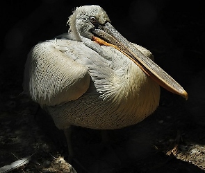 Pelikan, Ptak