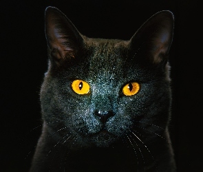 Oczy, Mordka, Ciemny, Kot