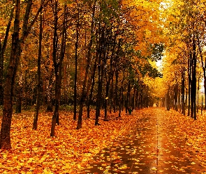 Liście, Złote, Park, Jesienią