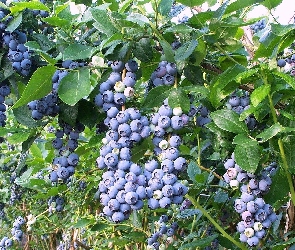 Borówka, Amerykańska