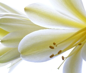 Kwiaty, Kliwia, Białe