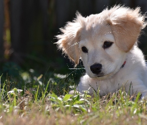 Golden Retriever, Trawa, Biały, Szczeniaczek