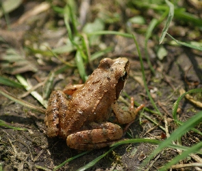 Żaba, Płaz