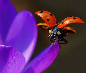 Biedronka, Krokus