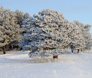 Drzewa, Zima, Śnieg