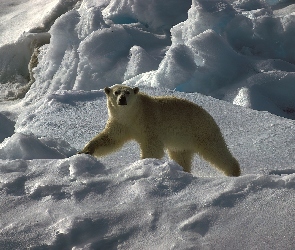 Polarny, Śnieg, Niedźwiedź