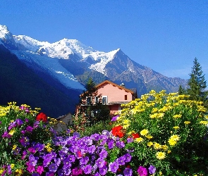 Góry, Kwiaty, Dom