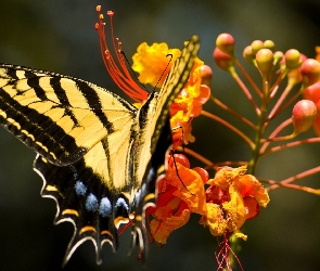 Kwiat, Motyl, Żółto, Czarny