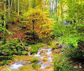 Jesień, Drzewa, Las, Strumyk