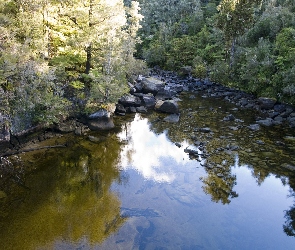 Kamienie, Las, Rzeka