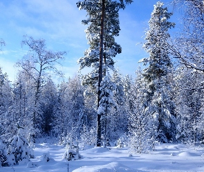 Drzewa, Zima, Las