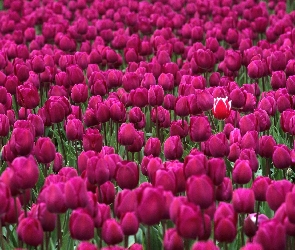 Tulipany, Fioletowe