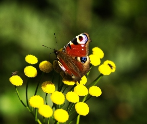 Kwiaty, Żółte, Motyl, Rusałka pawik