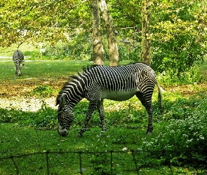 Łąka, Drzewa, Zebry