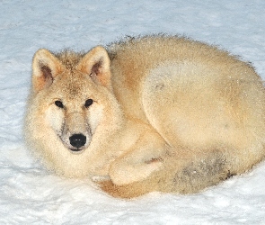 Arktyczny, Śnieg, Wilk