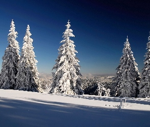 Śnieg, Zima, Świerki