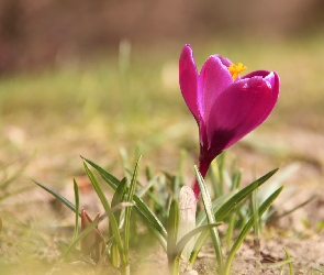 Krokus, Wiosna, Różowy