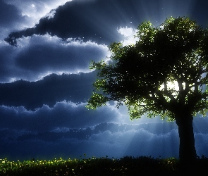 Drzewo, Promienie Słońca, Burzowe, Chmury, Niebo