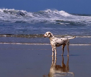 Pies, Morze, Dalmańczyk