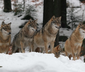 Las, Śnieg, Wilki