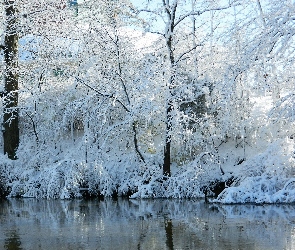 Drzewa, Zima, Rzeka