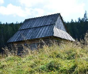 Polska, Zakopane, Bacówka, Las