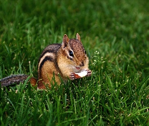 Jabłuszko, Trawa, Chipmunk