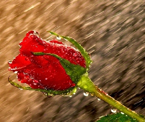 Czerwona, Krople, Deszcz, Róża