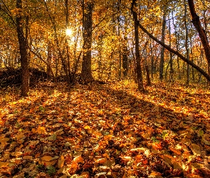 Las, Jesień, Promienie Słońca, Liście