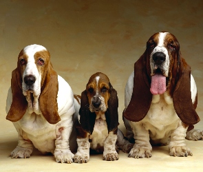 Rodzinka, Basset Hound, Psia