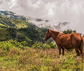 Mgła, Góry, Konik, Łąka