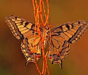 Motyl, Gałązki