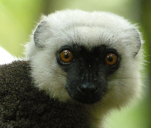 Lemur, Oczy, Głowa, Sifaka